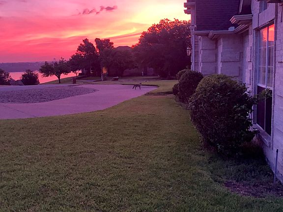 Fox on driveway at sunrise