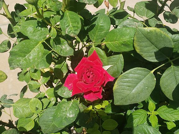 Enjoy the smell of the patio roses