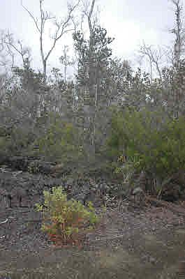 5th image of Lei Pkwy Lot 18