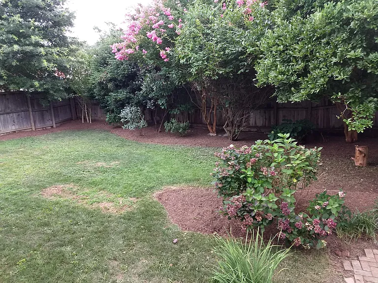 Backyard.