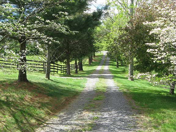 Tree lined driveway