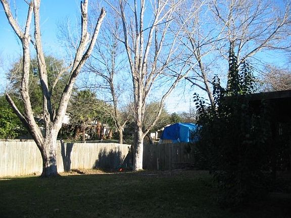Backyard - trees