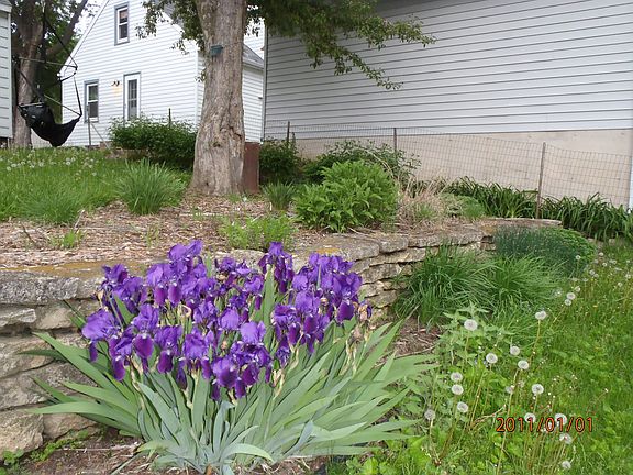 Irises
