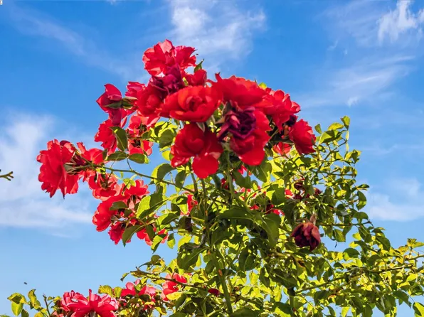 38012 Dover Cmn, Fremont, CA 94536