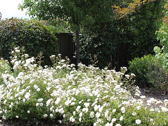 large flat yard with established landscaping