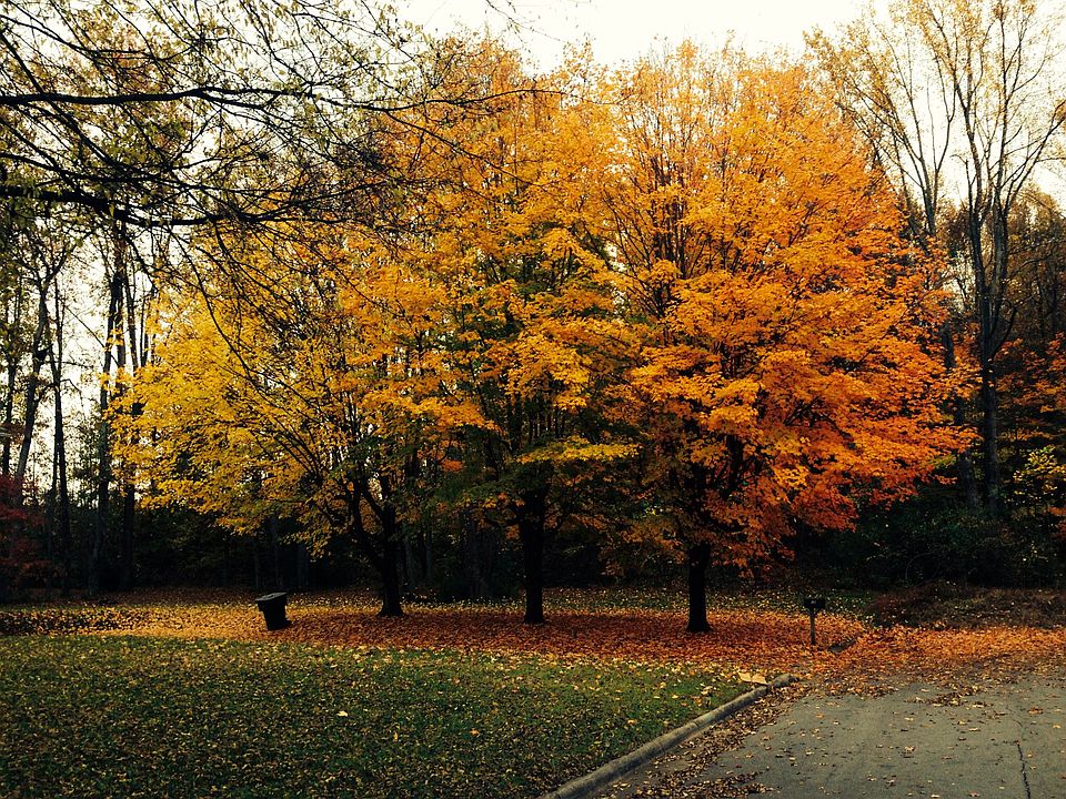 Front yard