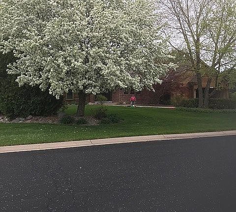 Beautiful blooming Trees