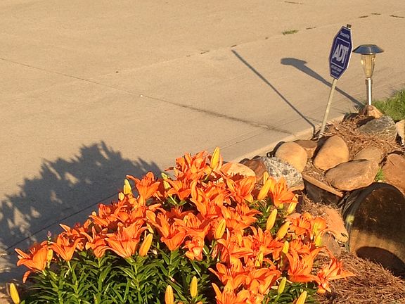Beautiful Day Lilies 