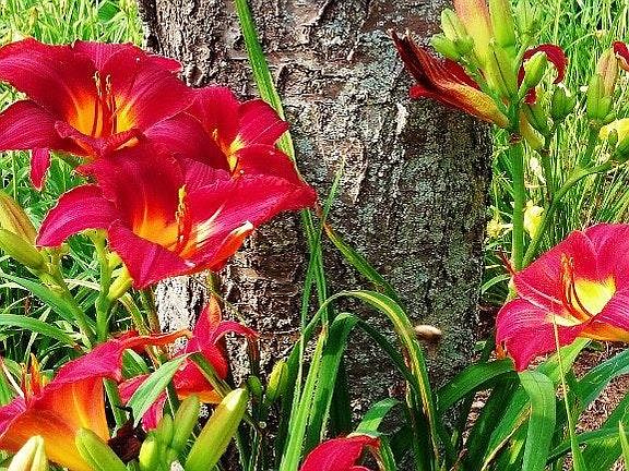 over 250 kinds of Day Lilies