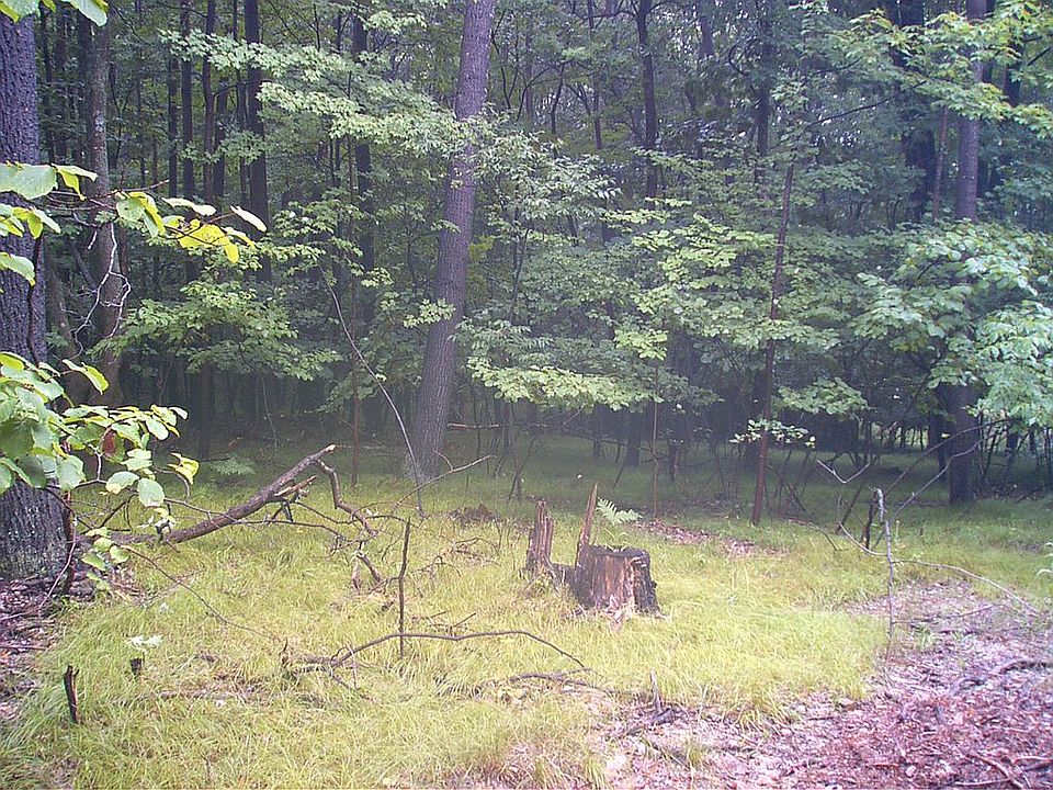 wooded lot on level ground