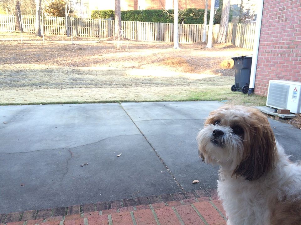 Backyard view