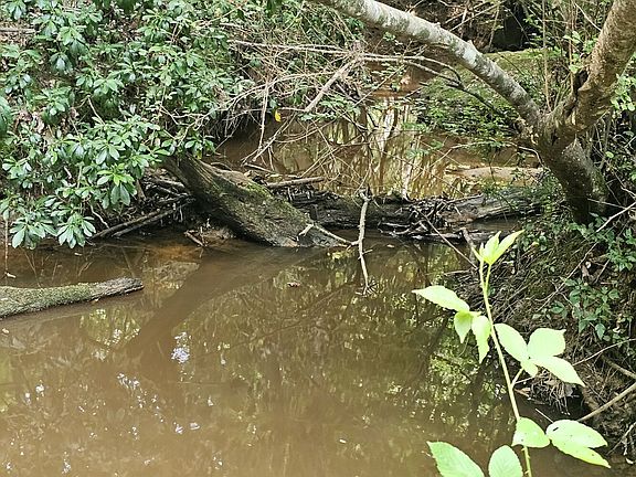 Creek at the southern end of the property.