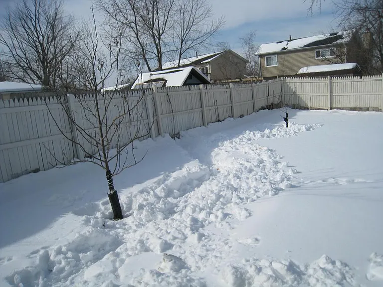 Backyard (Left)