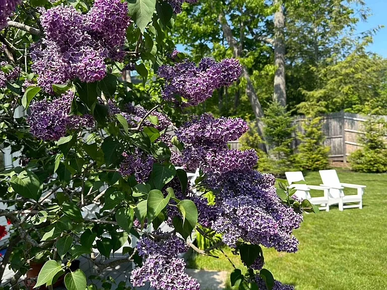 The French lilac adds beauty, wonderful aromas and privacy!