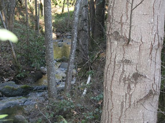 Creek ar dam