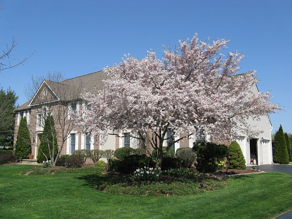 frontyard