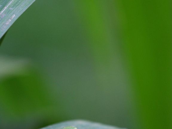 Lots of wildlife in the backyard including frogs. 