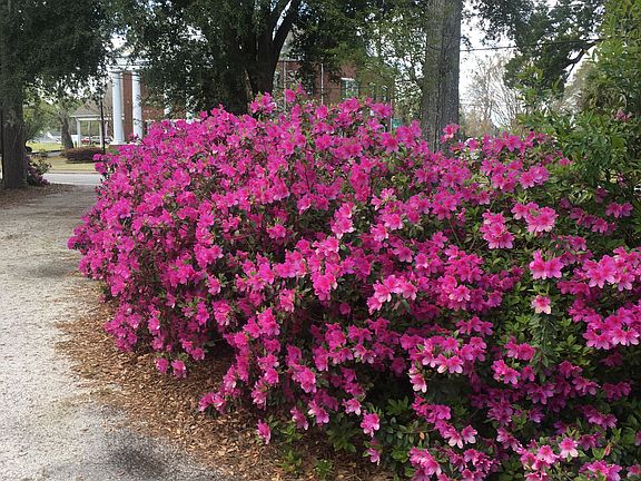 Front circular drive