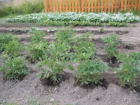 Vegetable garden