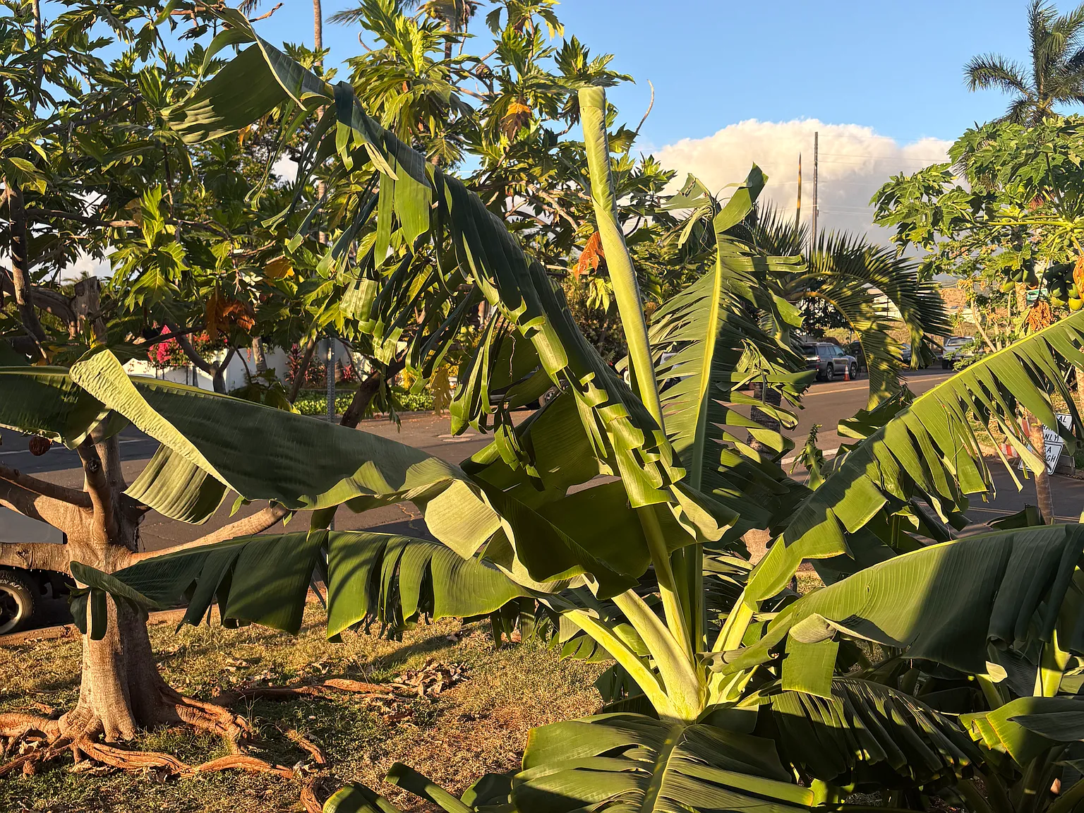 Kapunakea St, Lahaina — Photo 2