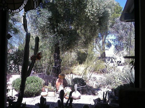 Beautiful desert garden