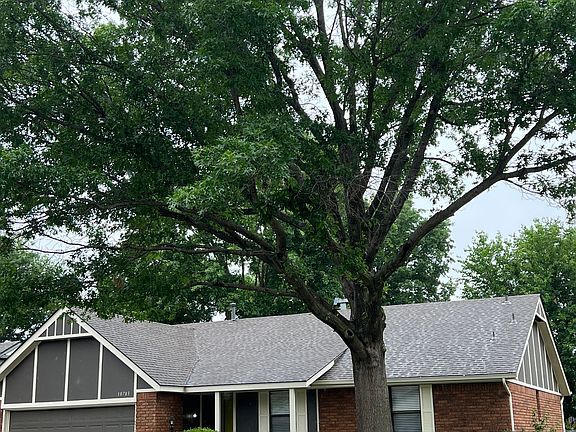 oak tree