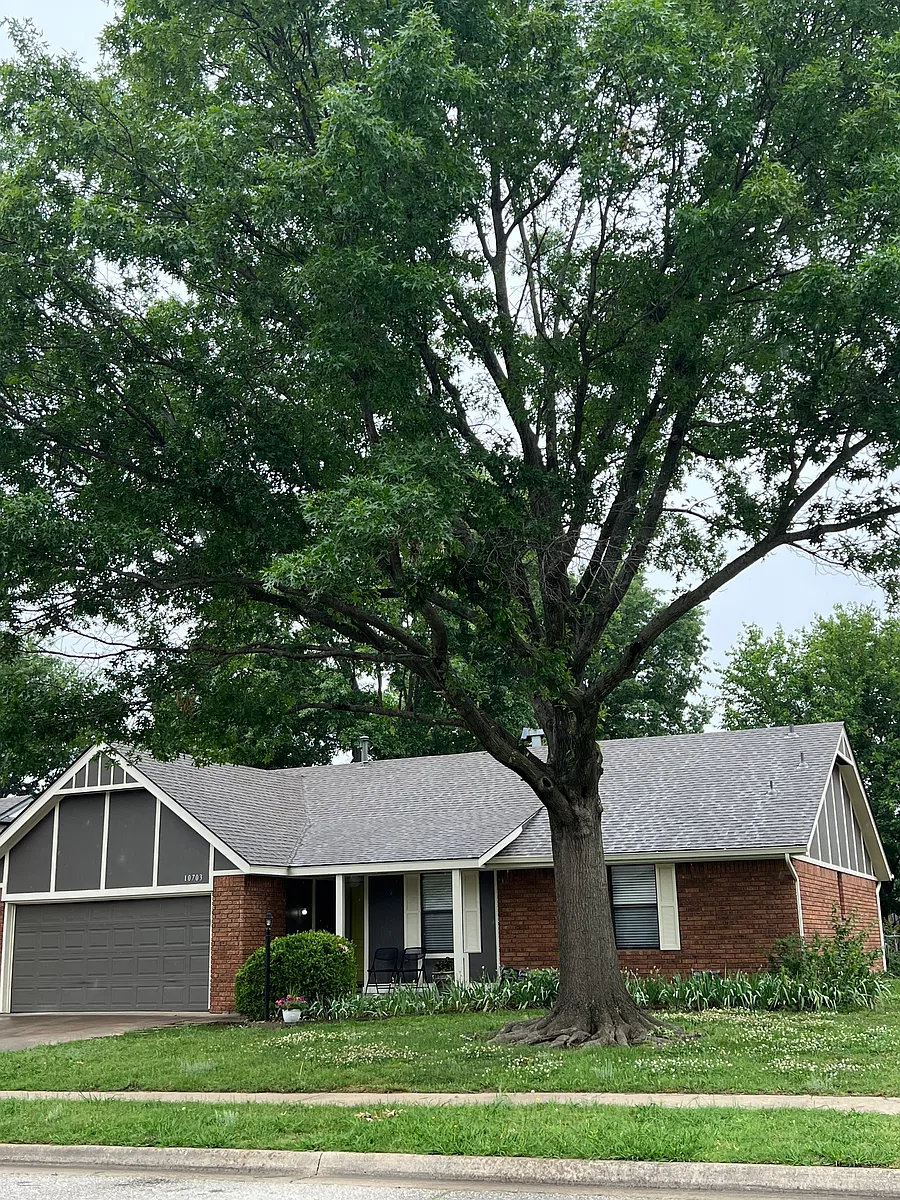 oak tree - 10703 E 98th St N