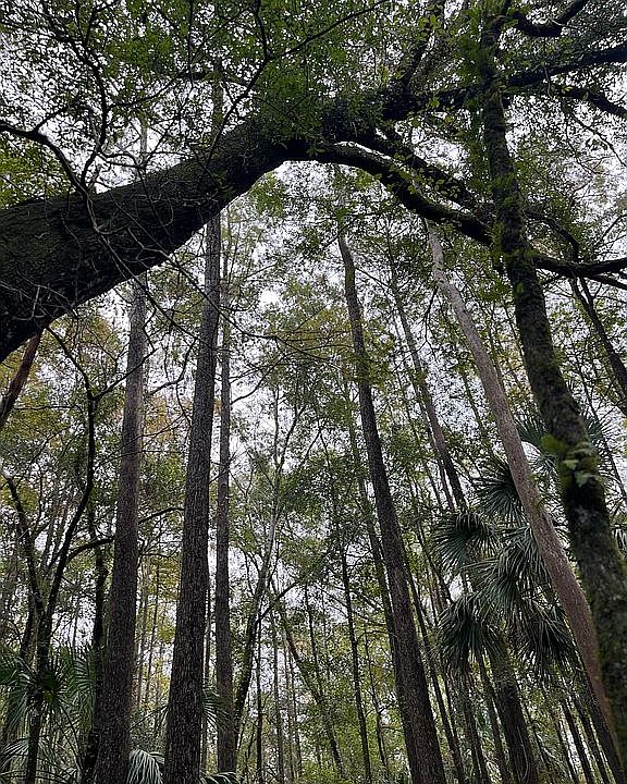 2nd image of 26902 Fiddlewood Loop