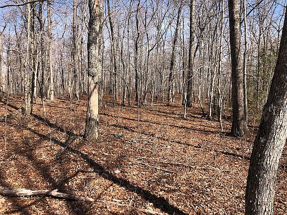 Mature hardwood trees