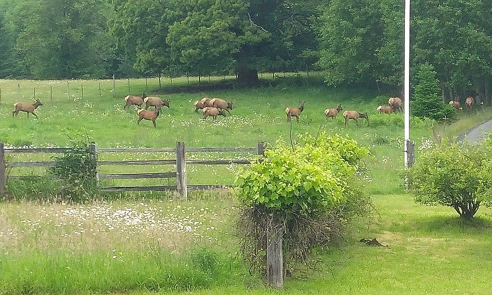Elk Herd