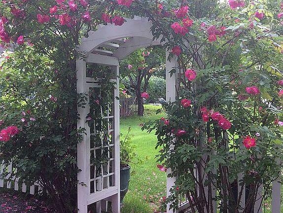 Arbor/roses on patio