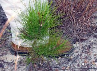 554 Rabitsch Rd, Millen, GA 30442