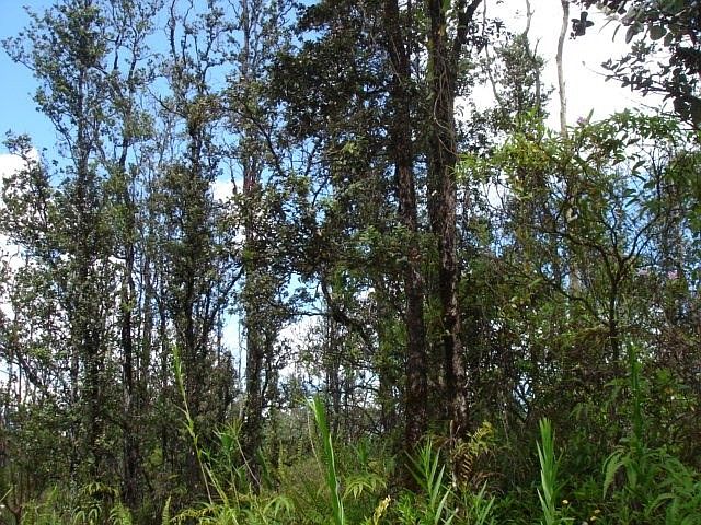 2nd image of Plumeria Dr Lot 53