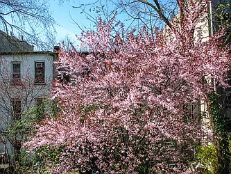 Rented by Owner