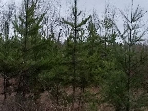 Lots of evergreens threw outparcels