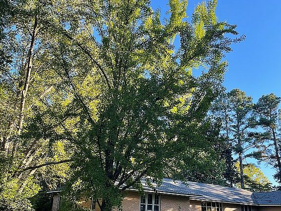 Ginko Tree