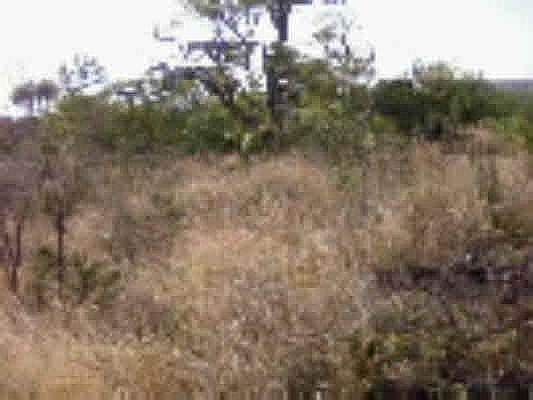 2nd image of Bamboo Ln Lot 28