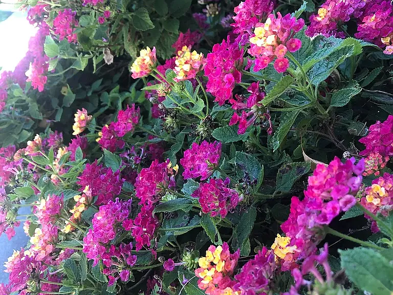 More color here at Tanglewood