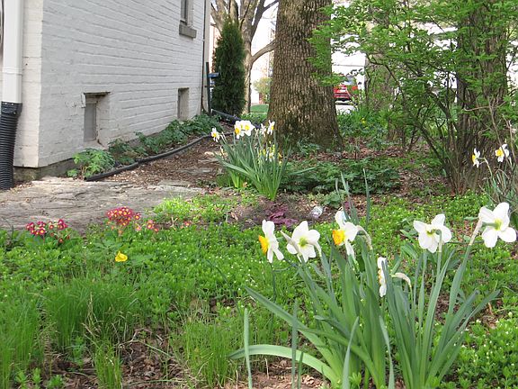 Side garden, spring