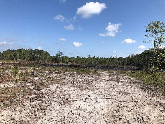 trees recently cut