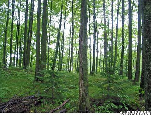 5th image of 0 Ole Forest Lane