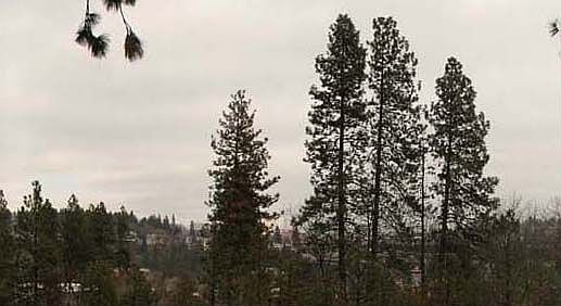 View from Deck
