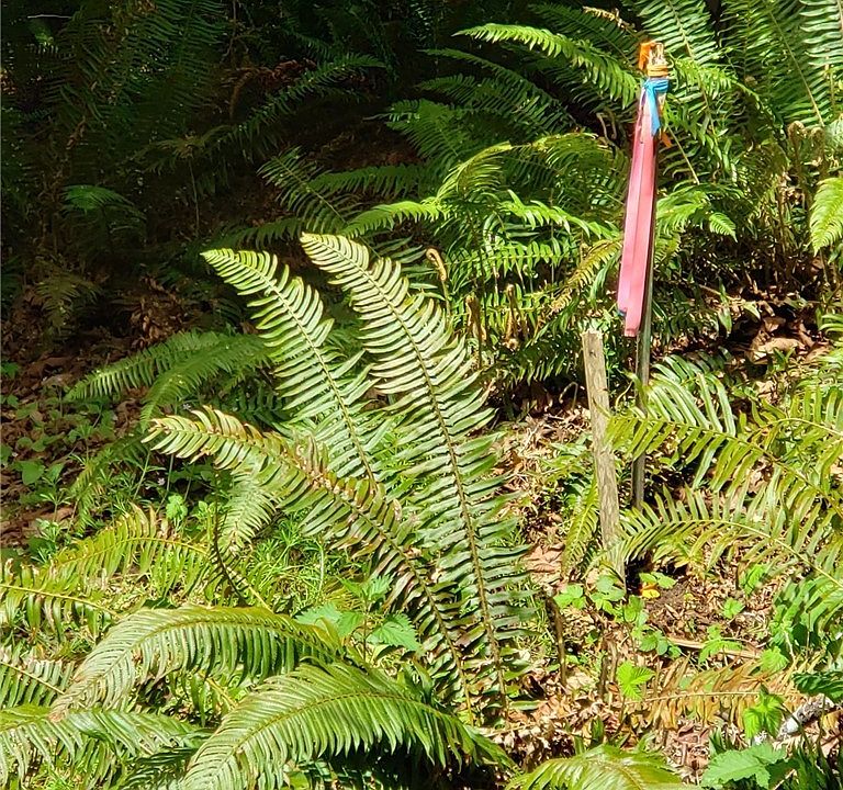 Northeast corner survey stake flagging.