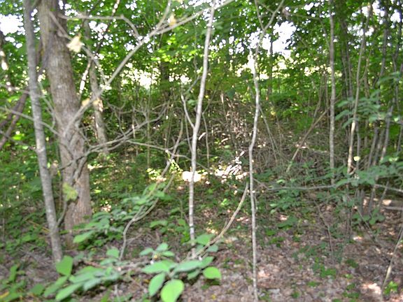 2nd image of 5AC Dynamite Ln