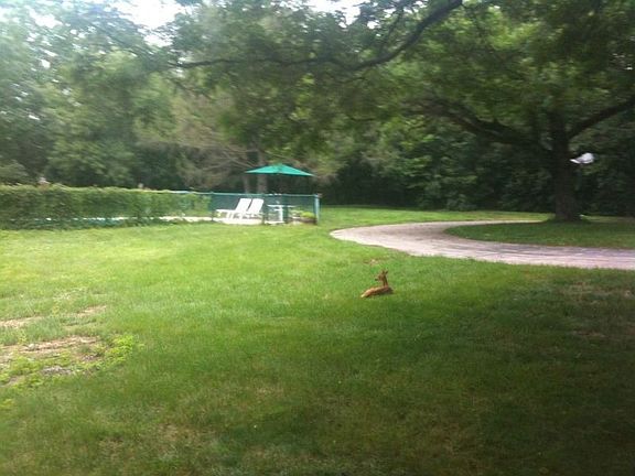 Even the Deer Rest Here!