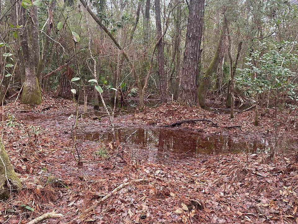 2nd image of Lizard Ln