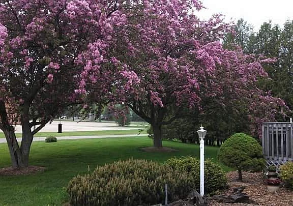 Flowering Crab trees