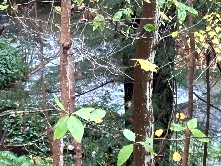 back drop to stream, very soothing sound