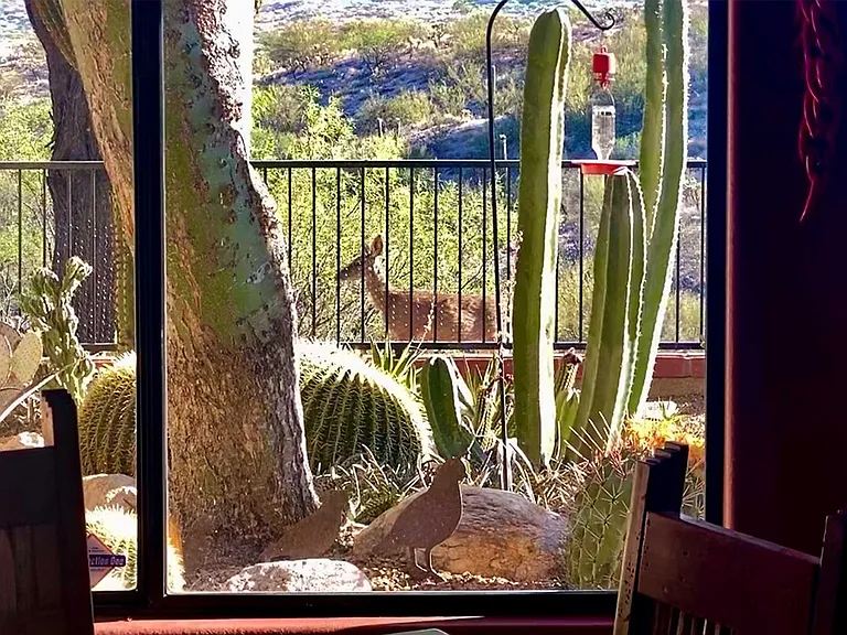 Window View