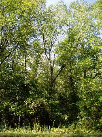 2nd image of 1322 Wagener Trail Rd